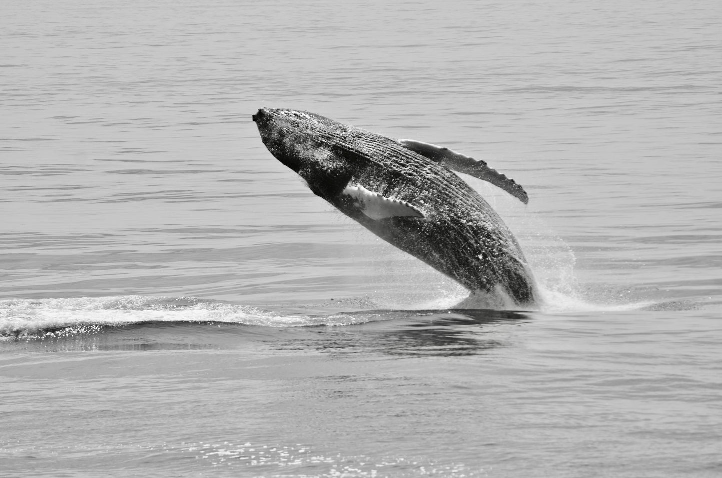 Humpback Whale