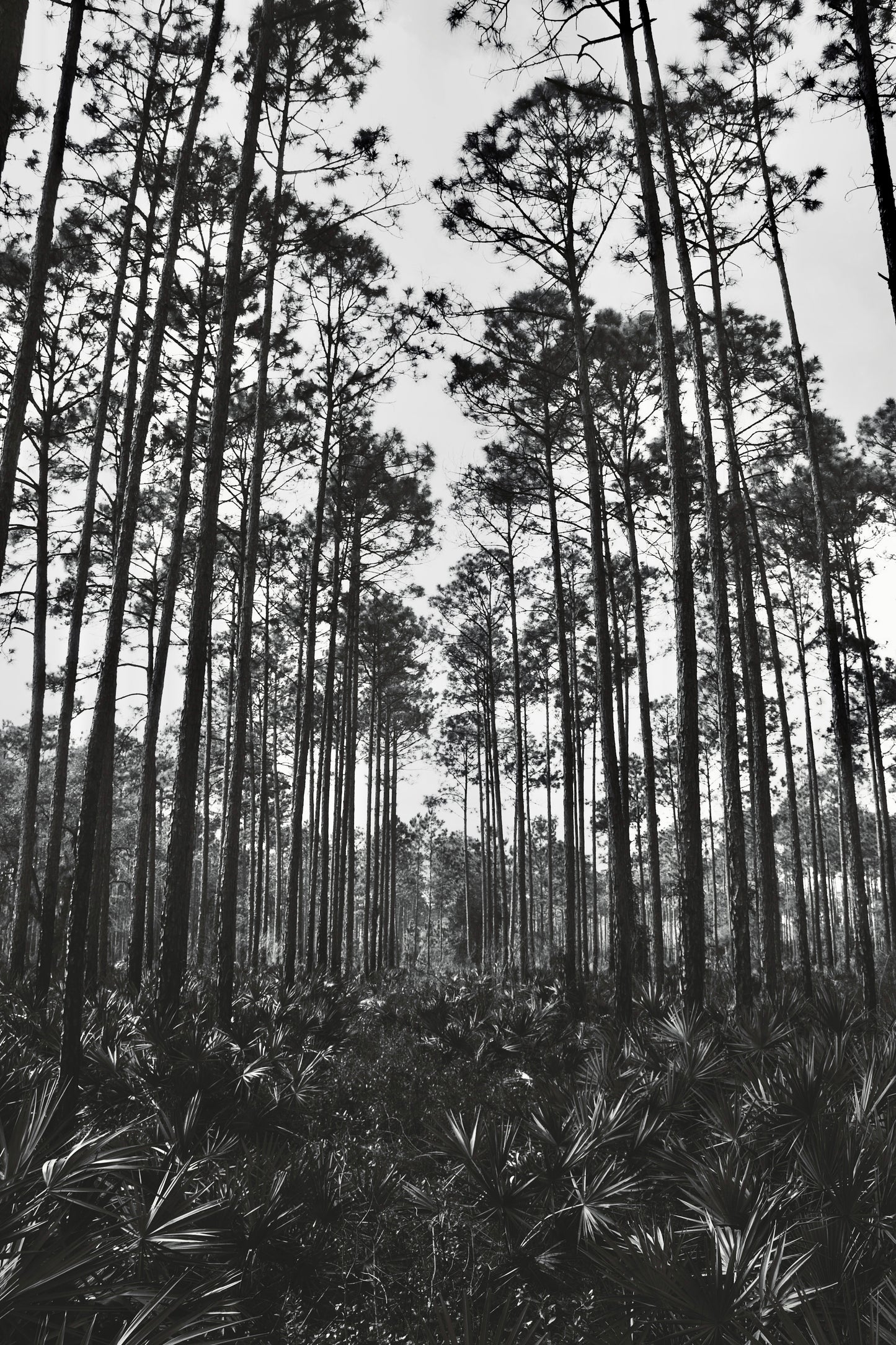 Tropical Forest