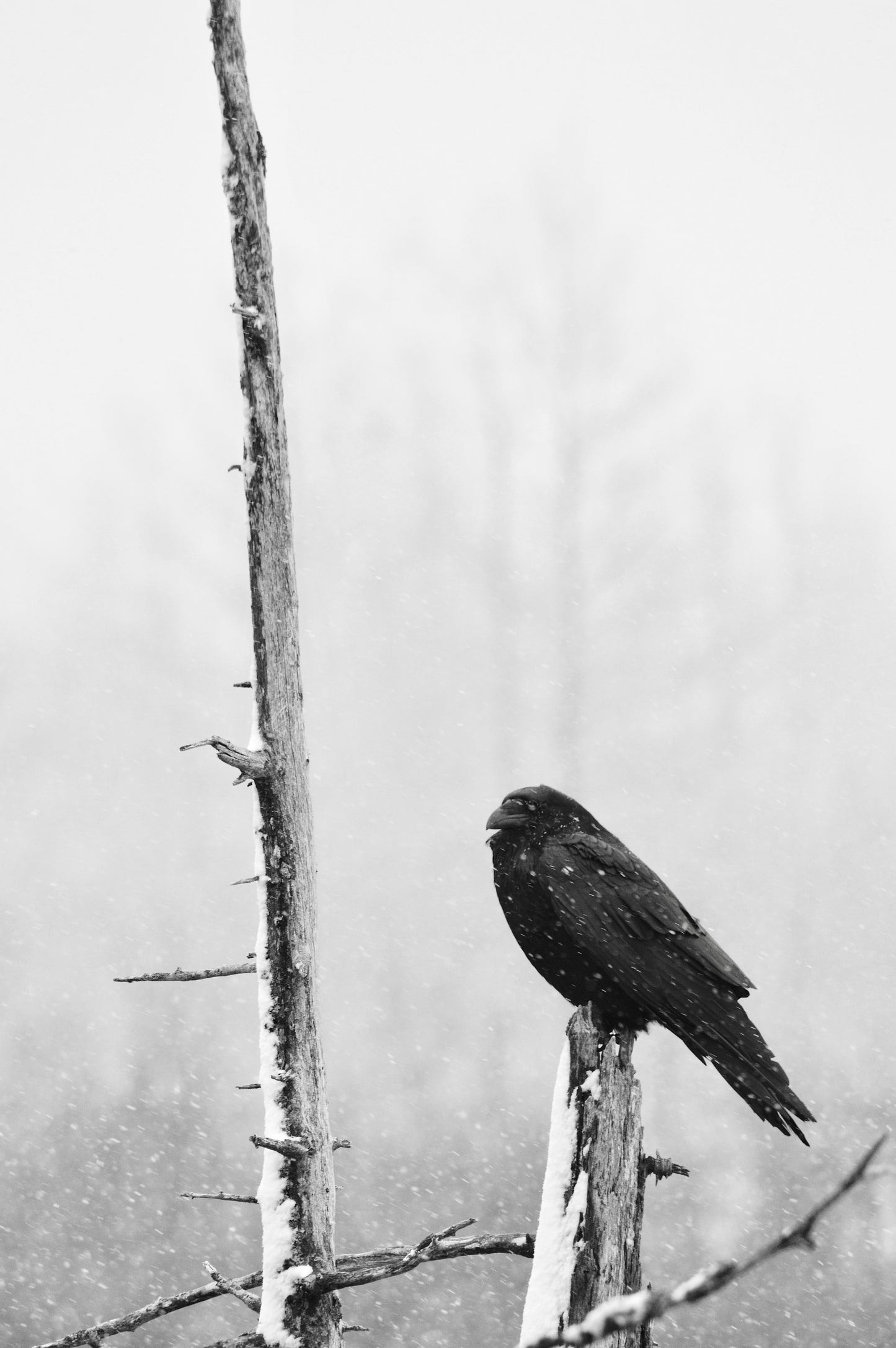 Black bird perched on a snow-covered tree branch in a winter landscape, captured in Alaska by Jessica Joy.
