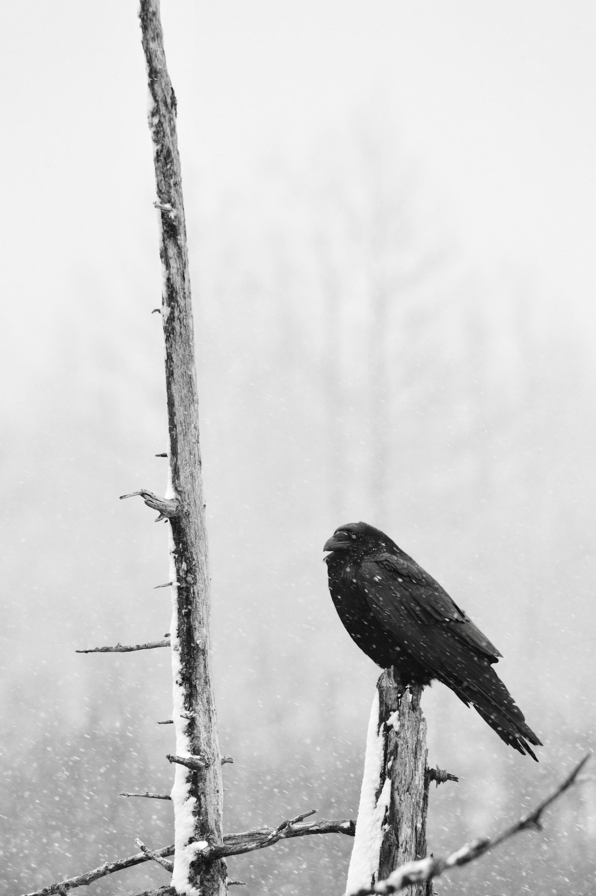 Black bird perched on a snow-covered tree branch in a winter landscape, captured in Alaska by Jessica Joy.
