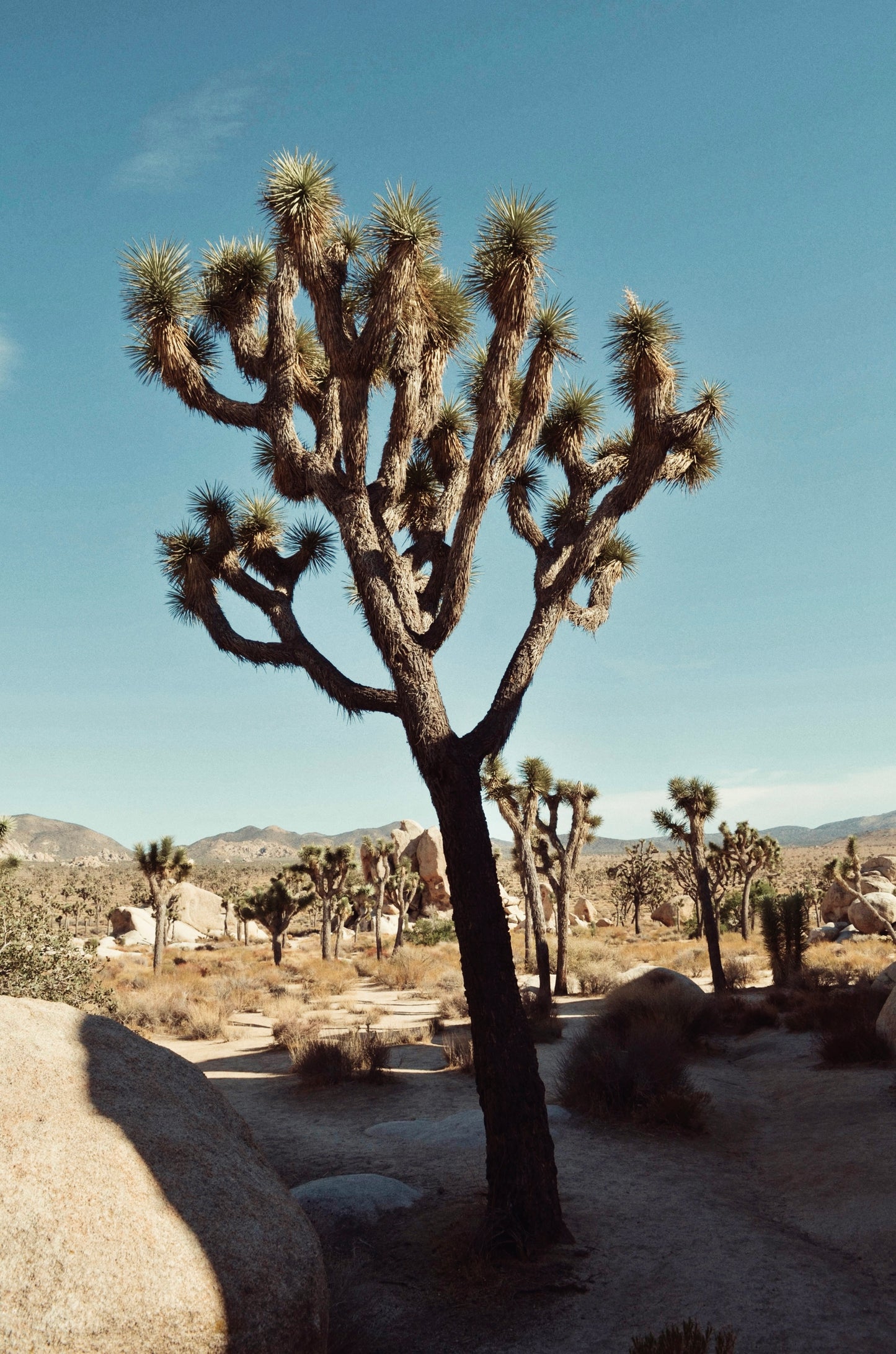 Afternoon In Joshua Tree