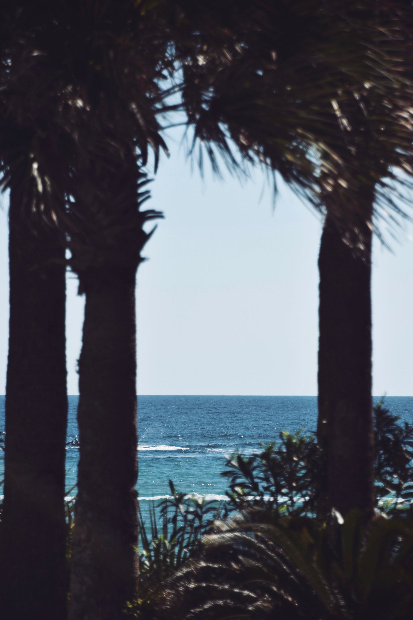 Palm Tree Escape