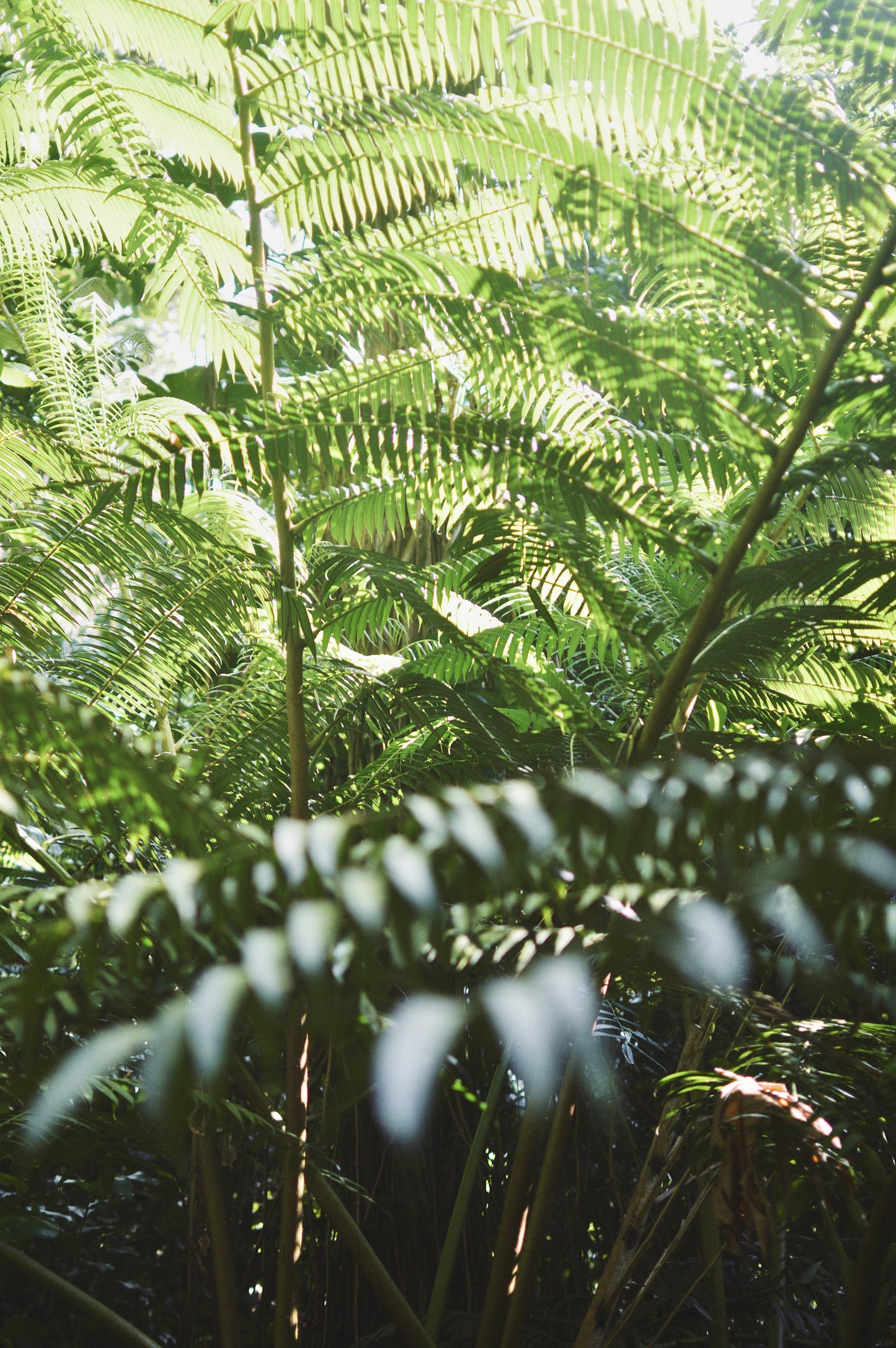Rainforest Details