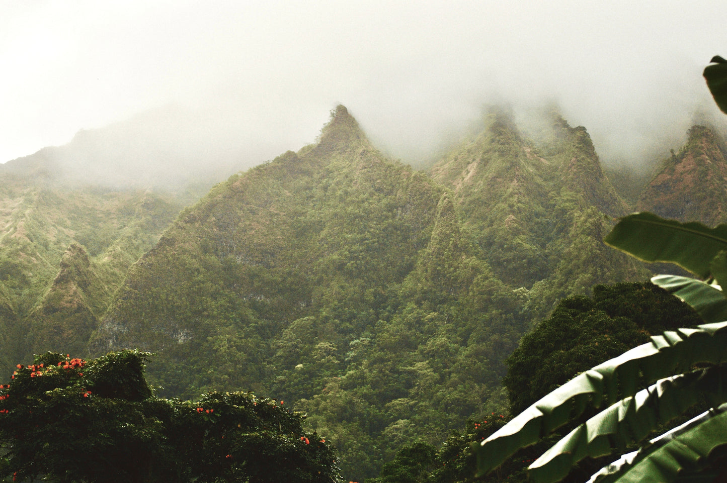 Oahu Mist