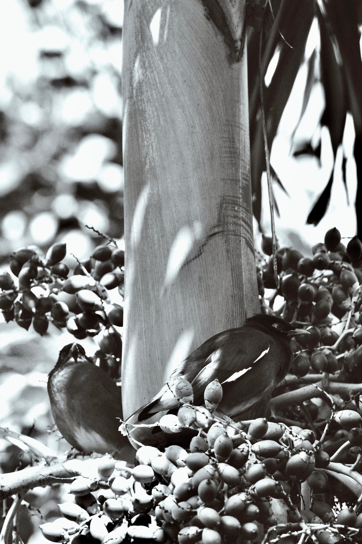 Island Birds