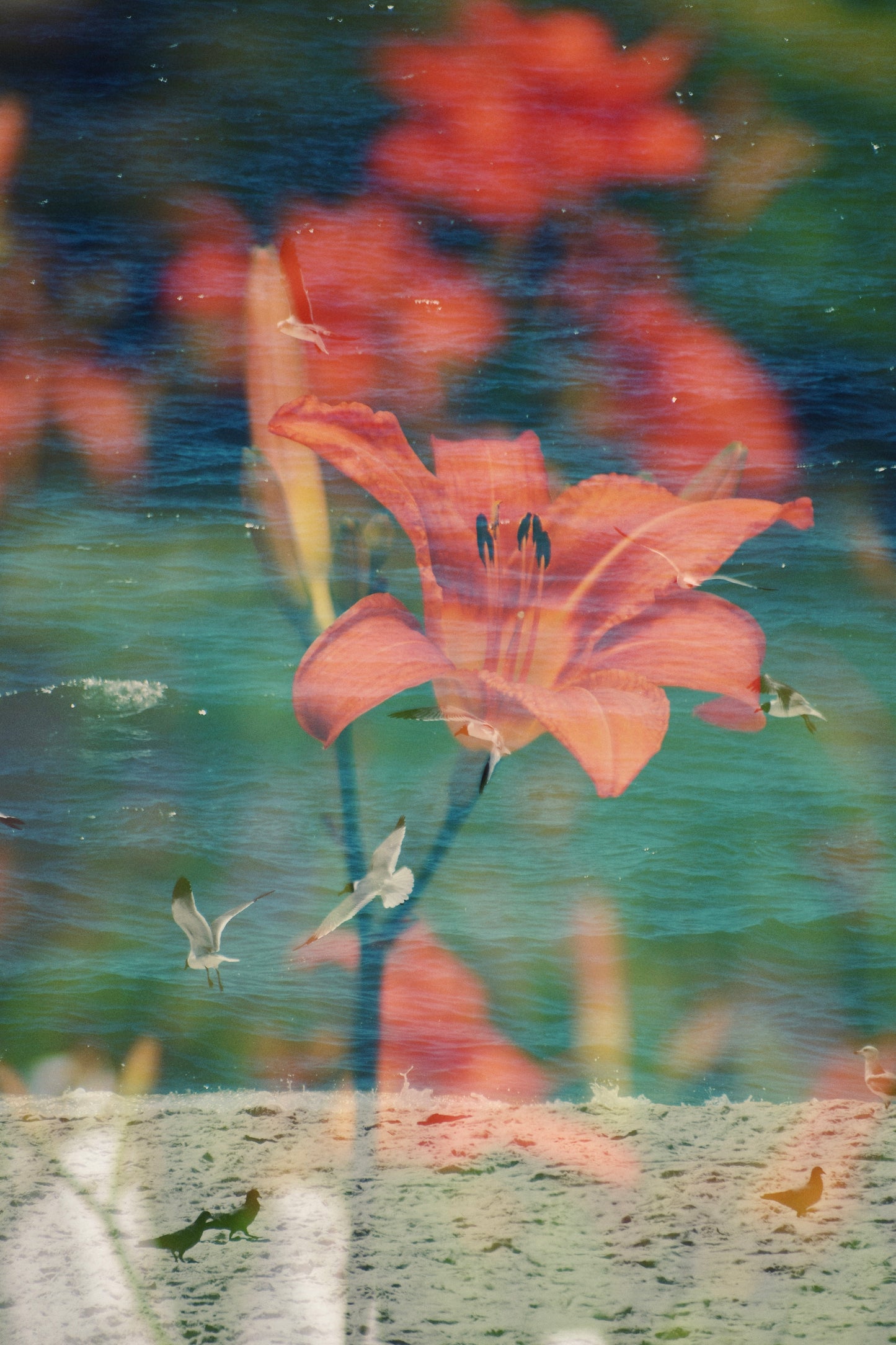 Tiger Lily Coast