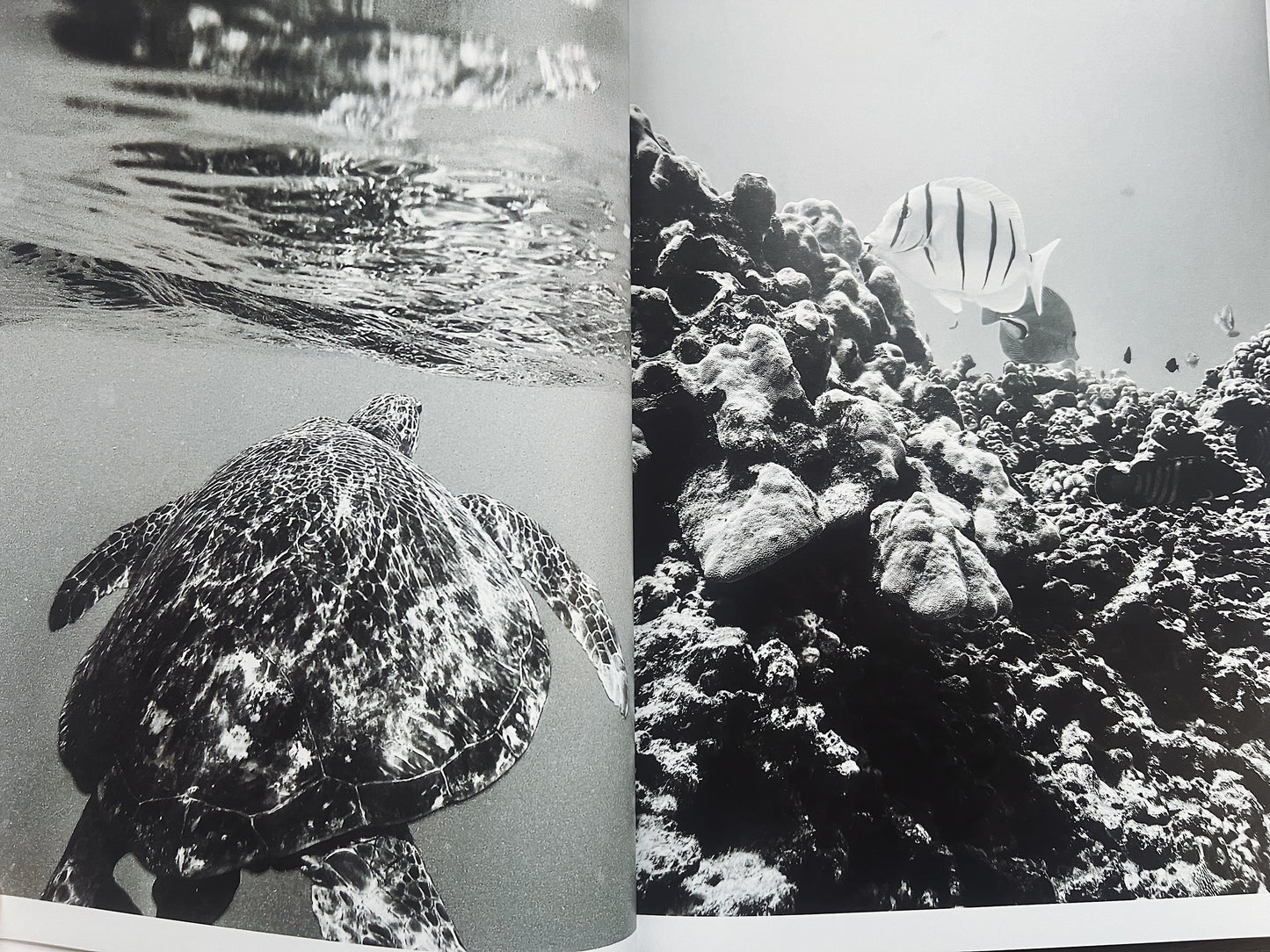 Shades Of Oahu: Paradise In Black & White