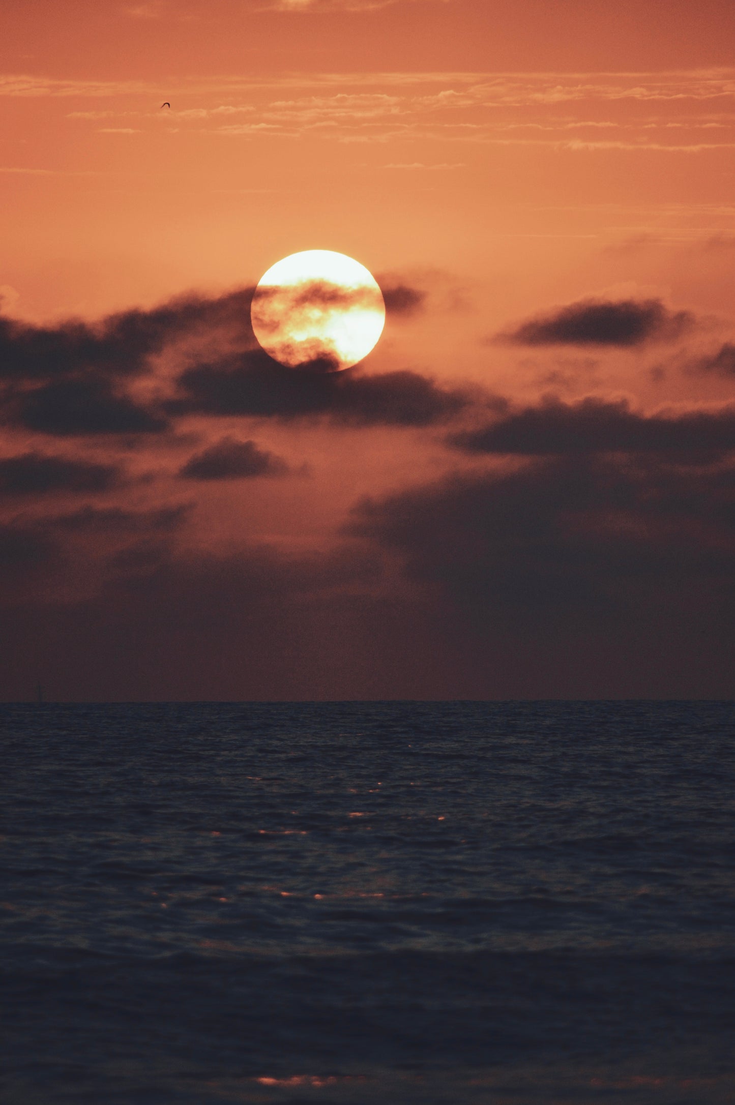 Sunset Tropics