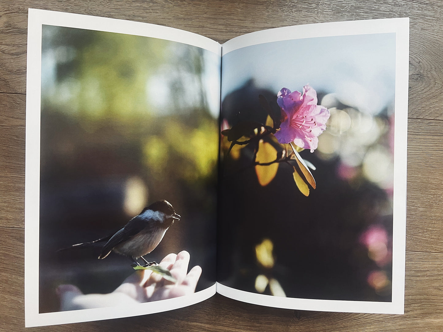 The Stillness Within: A Visual Meditation Journey