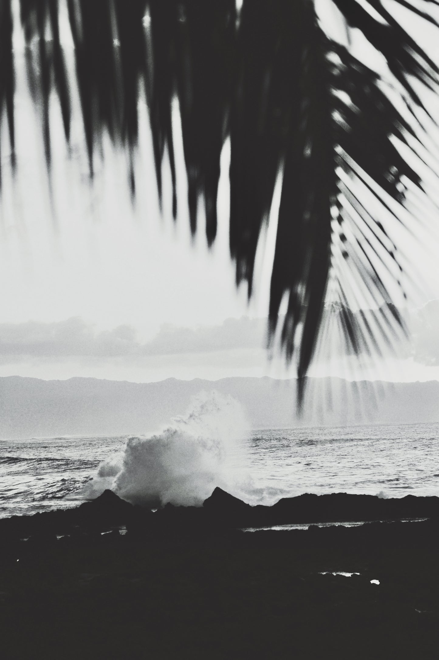 Wave Palm
