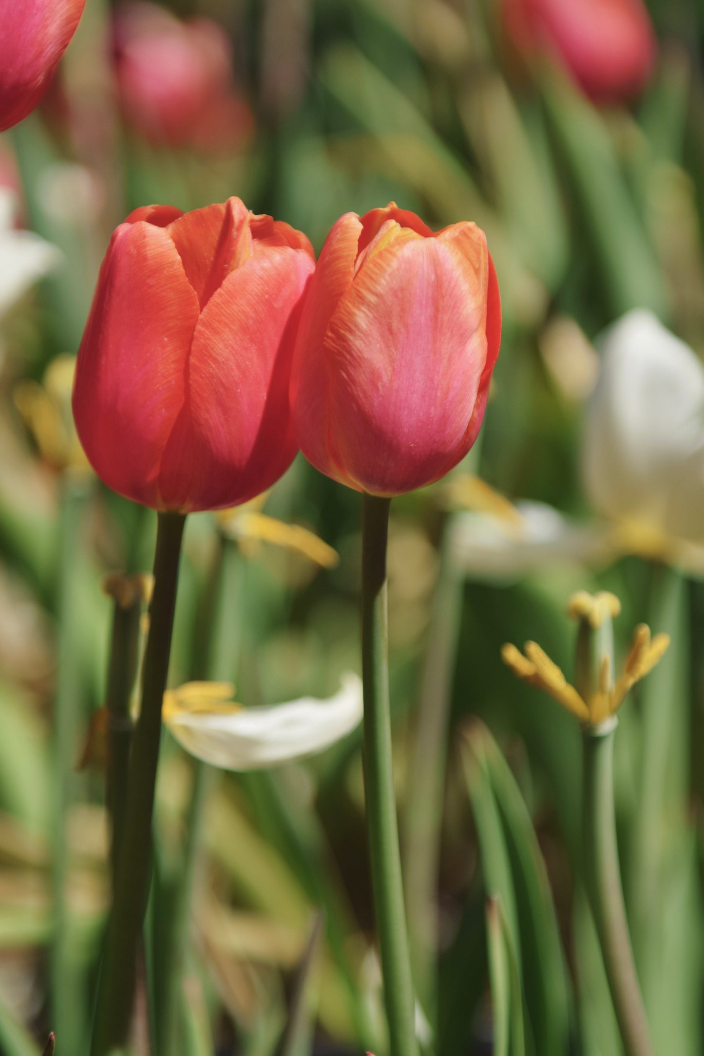 Tulip Embrace