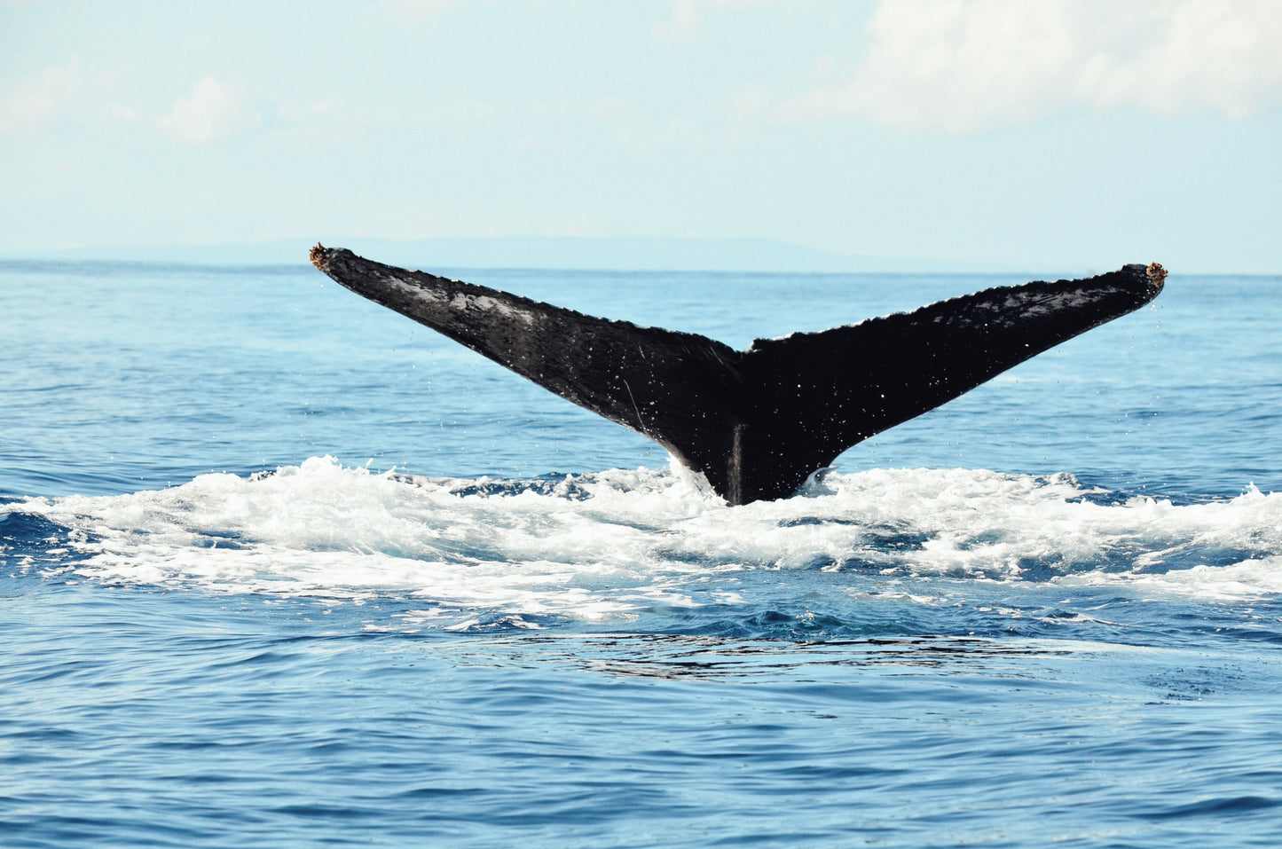 Ocean Whale