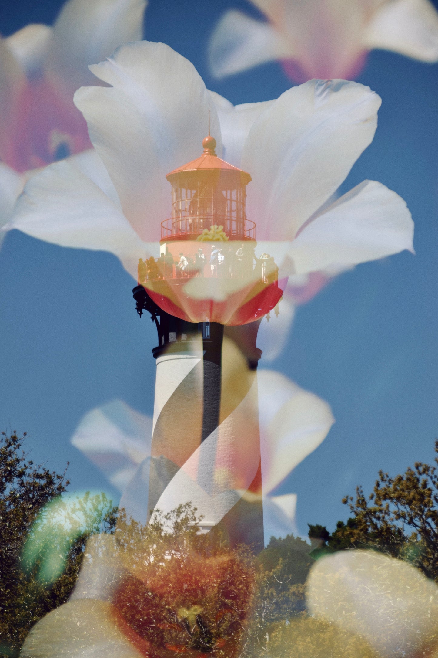 St Augustine In Bloom