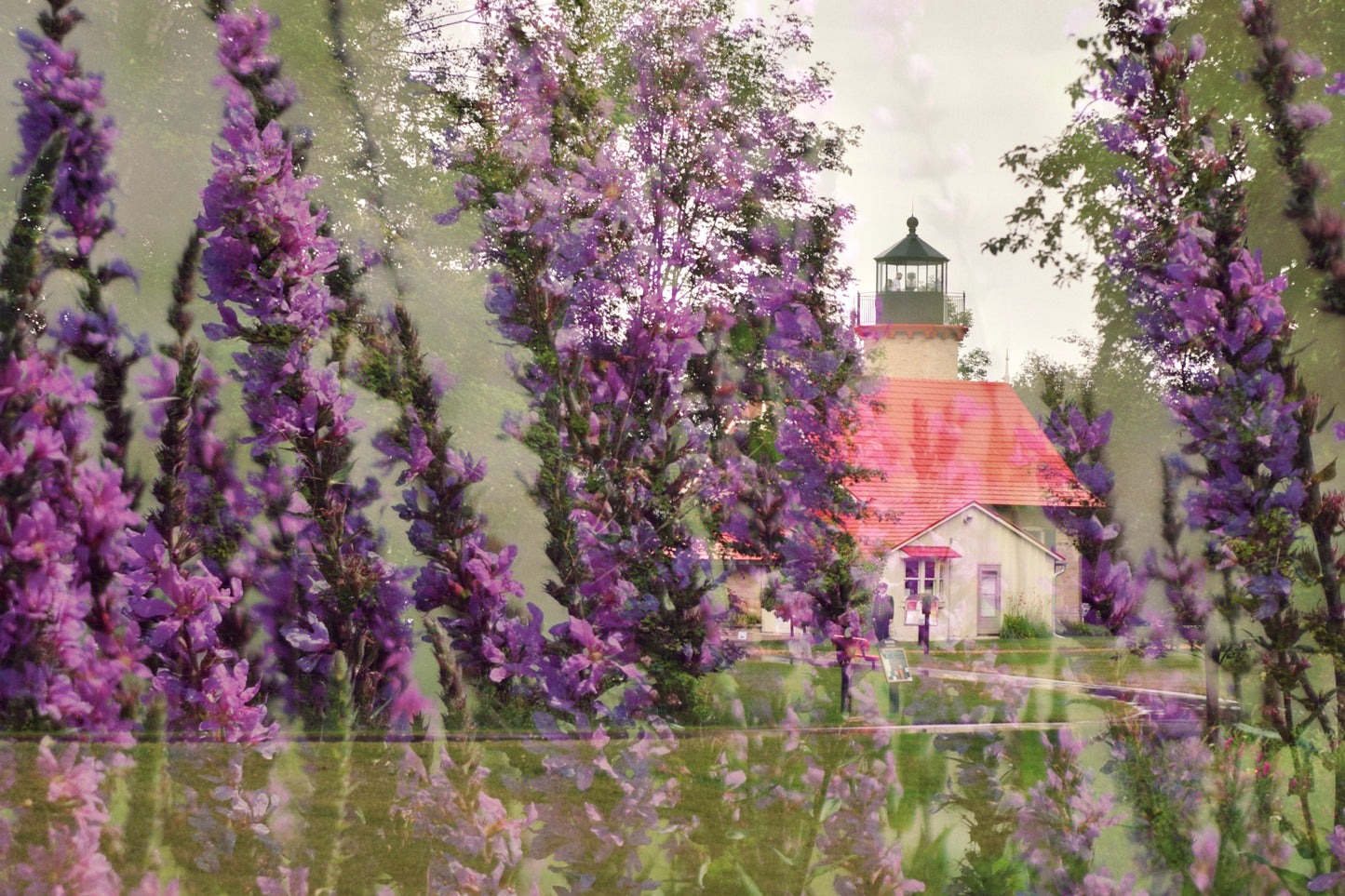 McGulpin Point Wildflowers