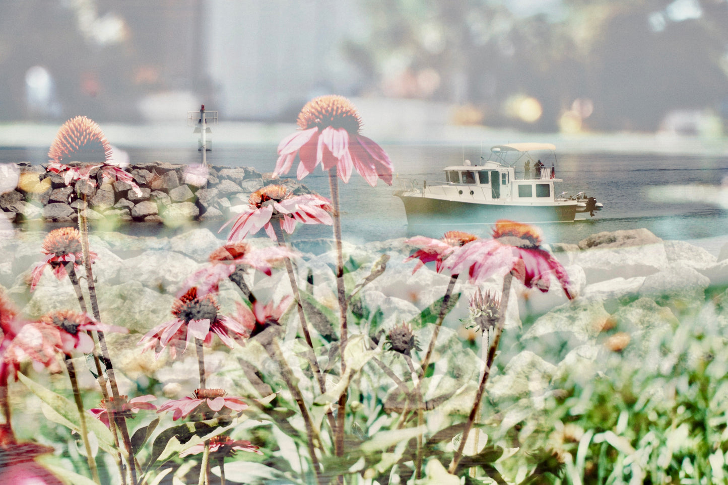St Ignace Blooms