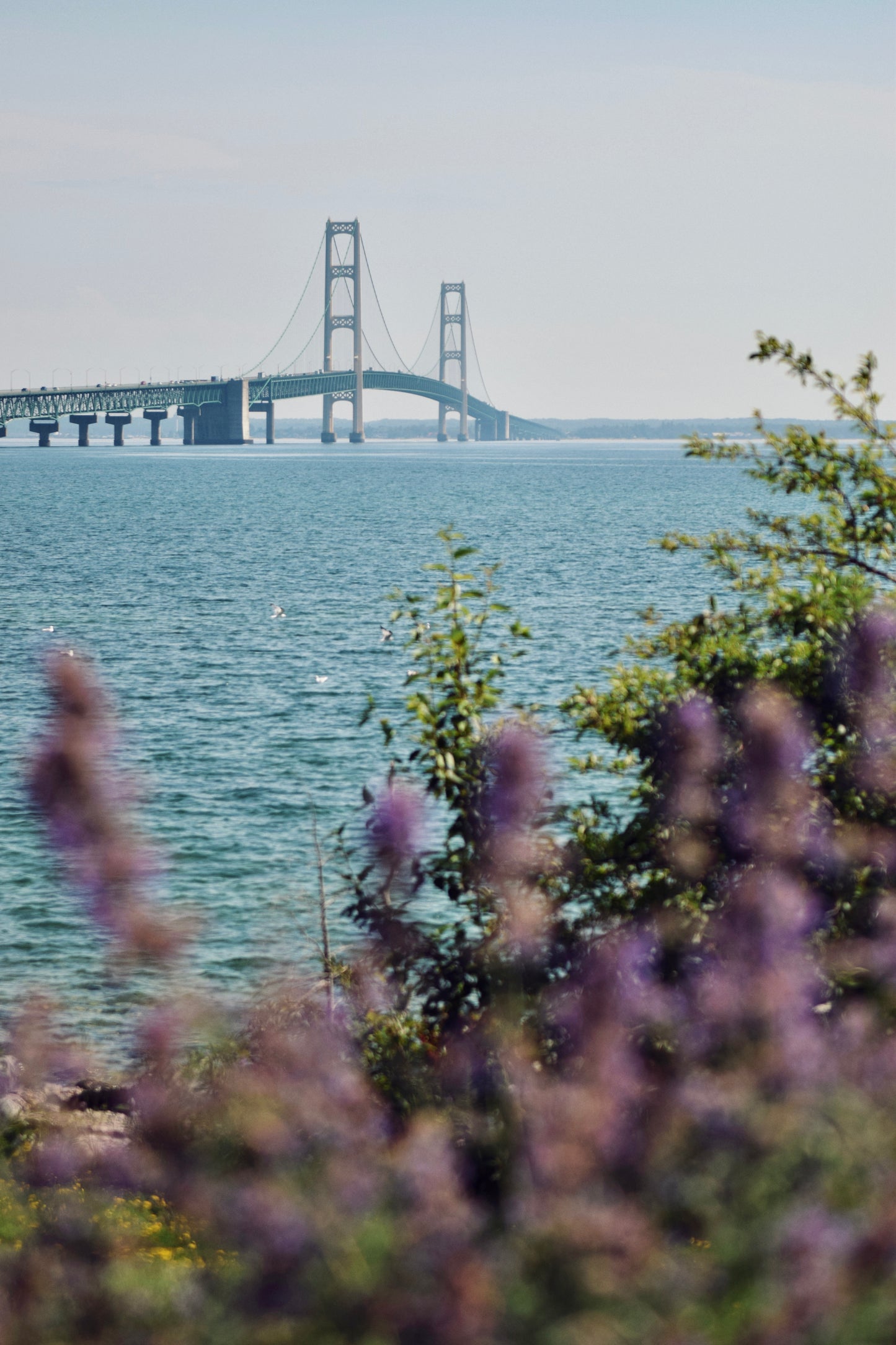 Lavender Mackinac Bridge