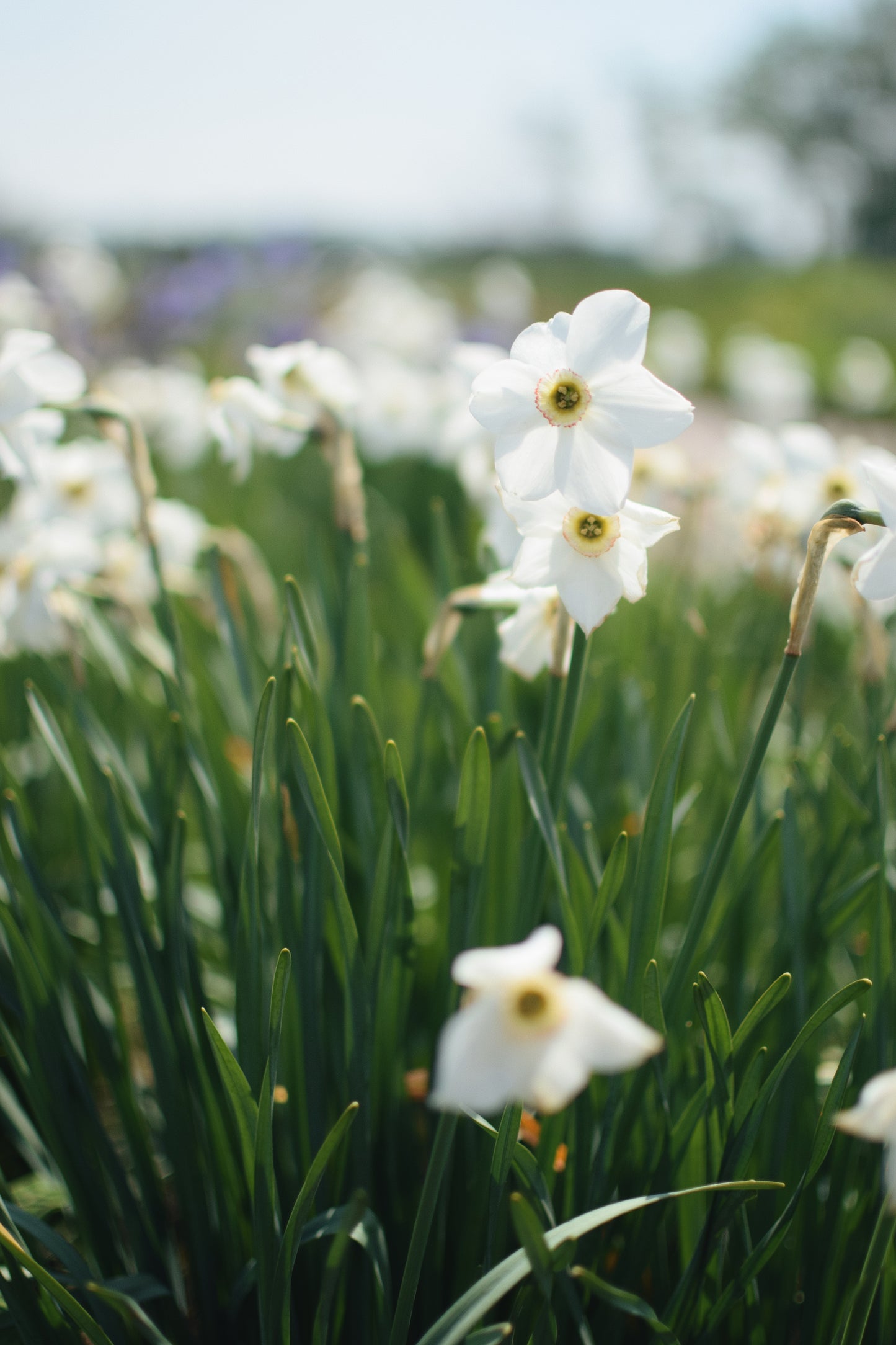 Spring Flowers