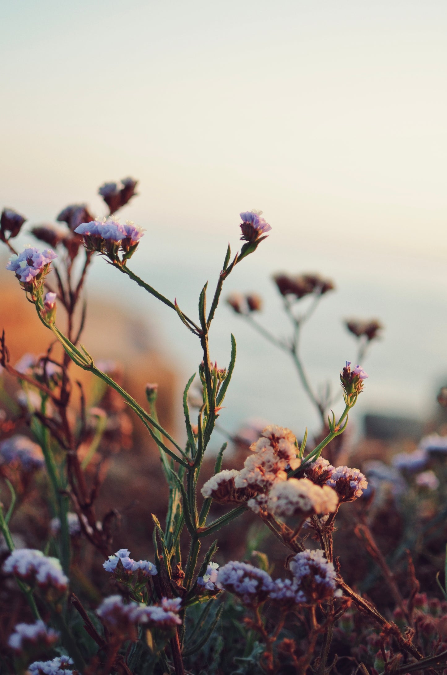 San Diego Wildflowers
