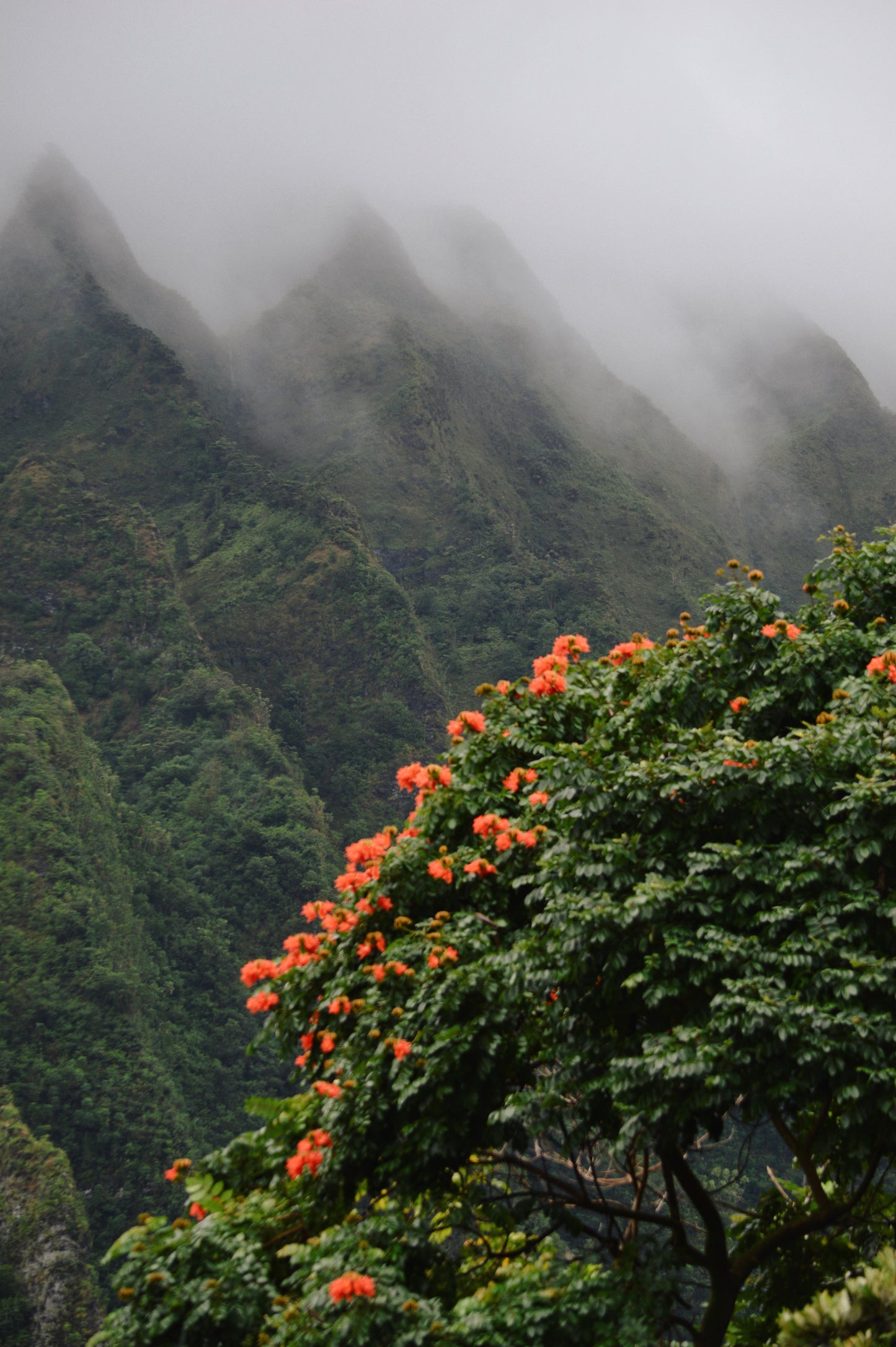 Fog Over Paradise