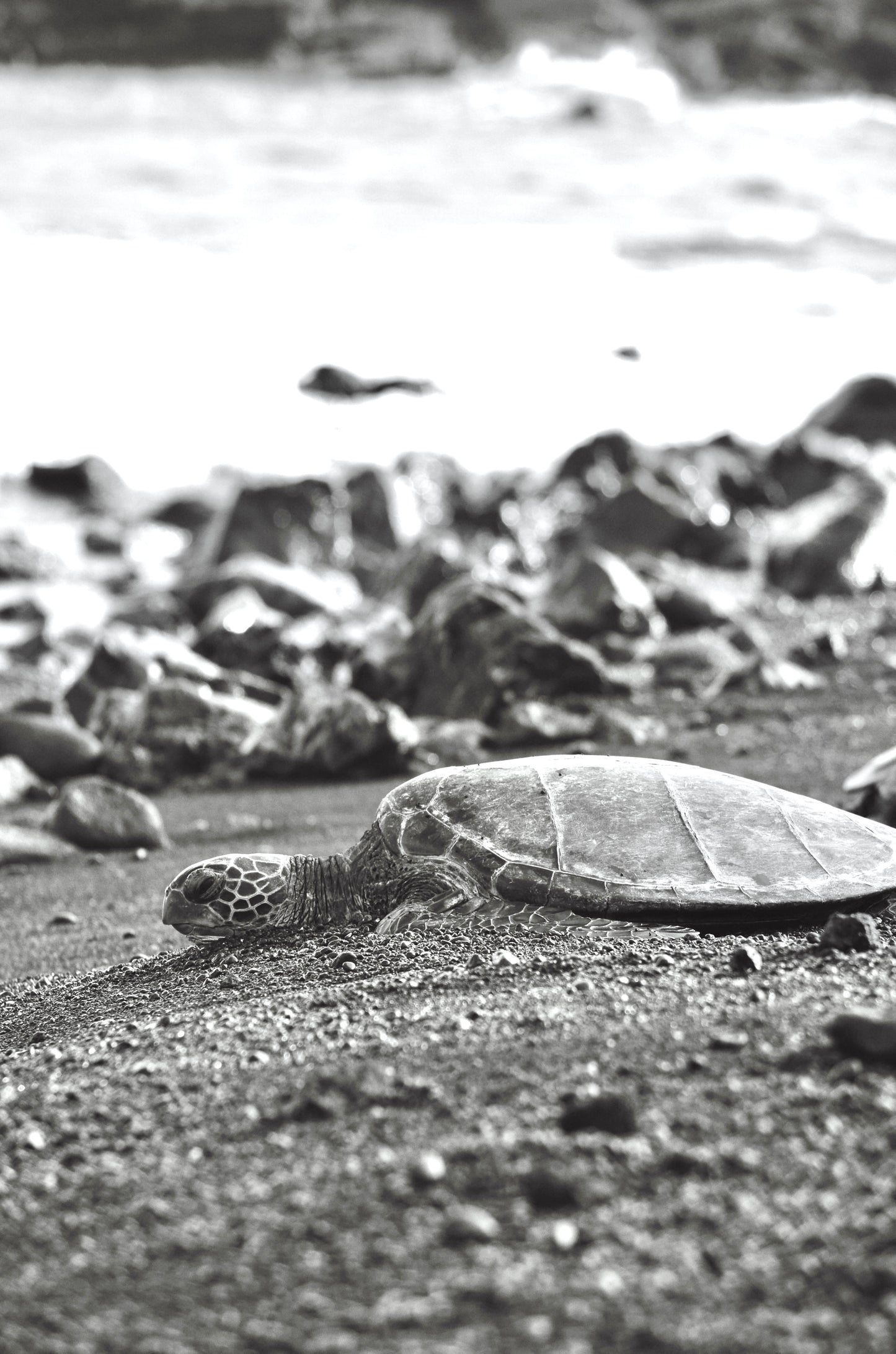 Island Turtle
