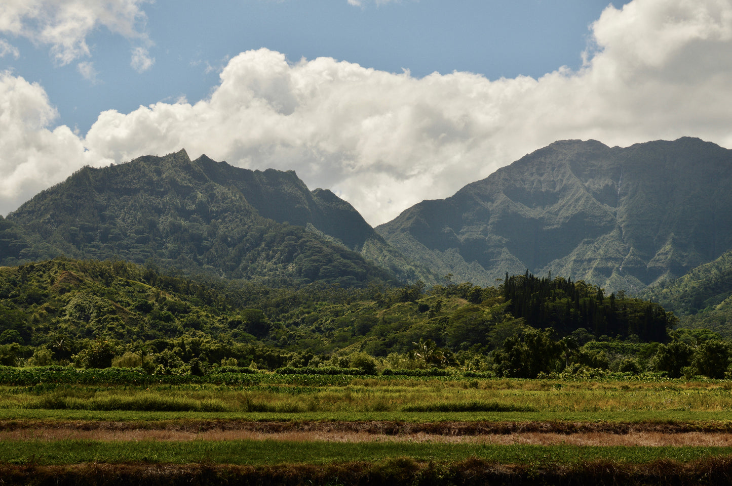 Wild Kauai