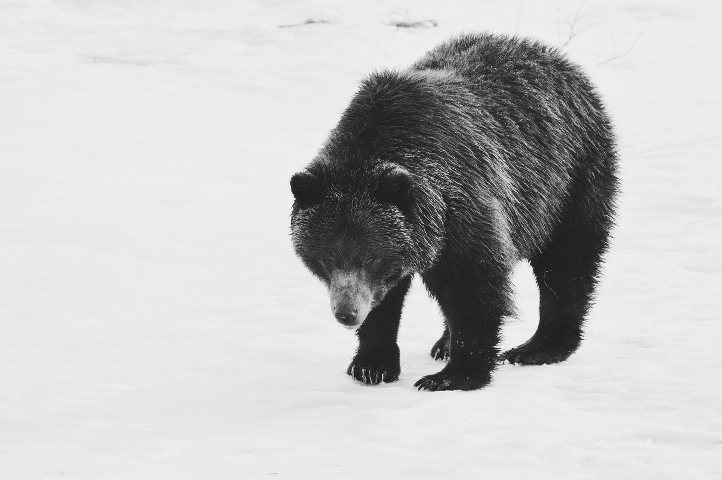 Wild Mountain Grizzly