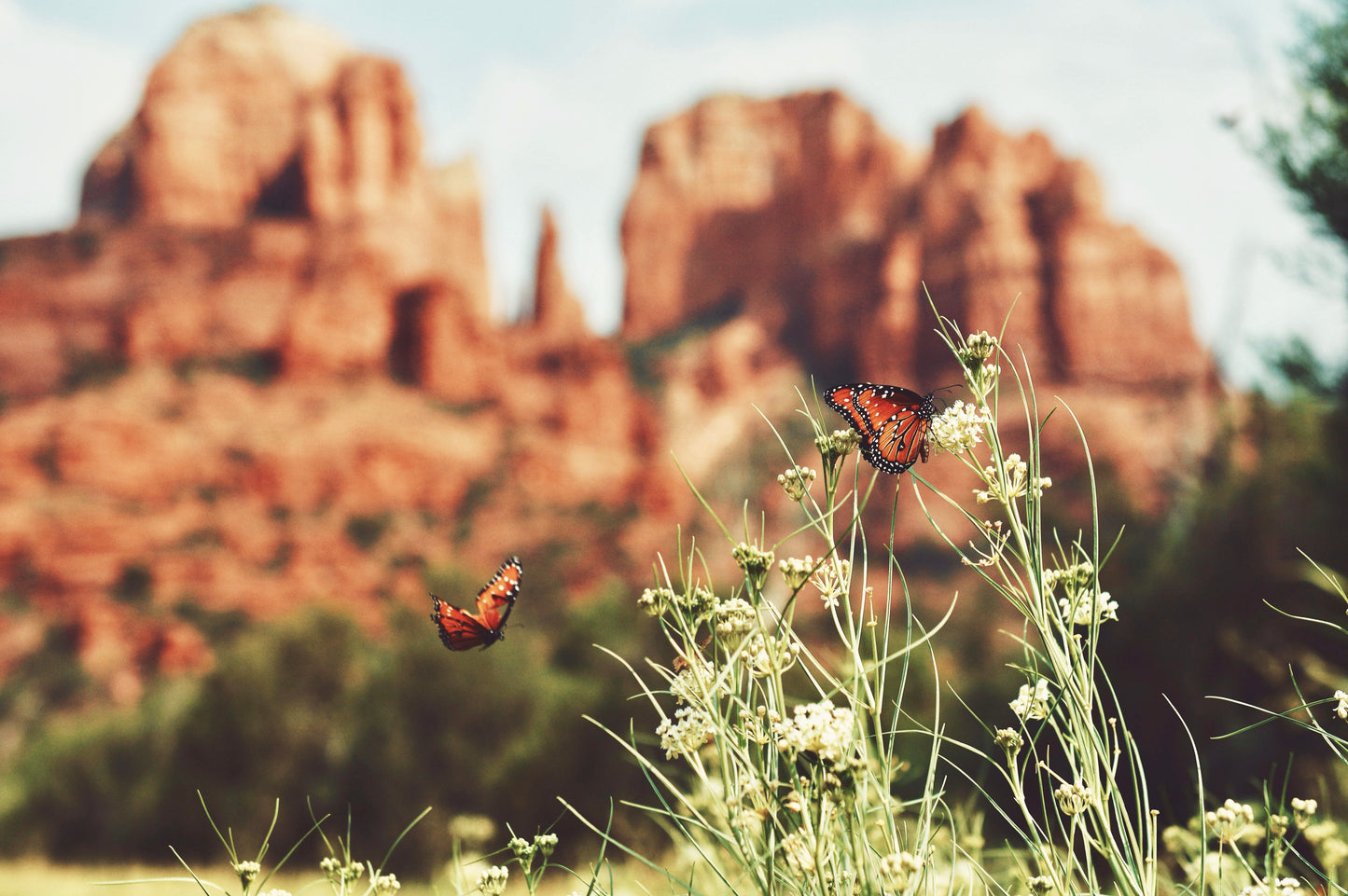 Sedona Arizona Summer