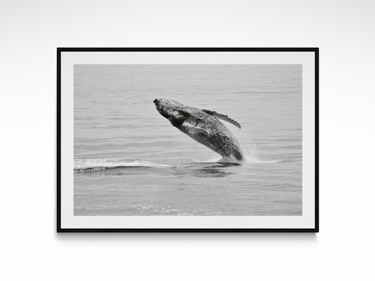 Humpback Whale