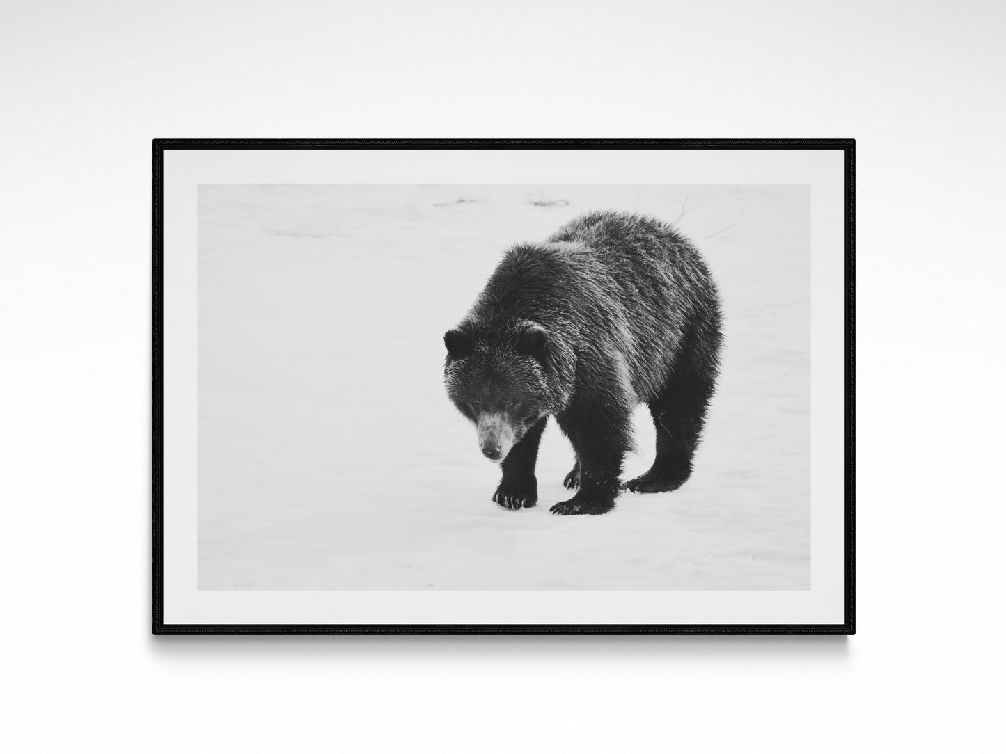 Wild Mountain Grizzly