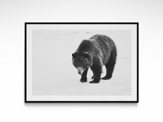 Wild Mountain Grizzly