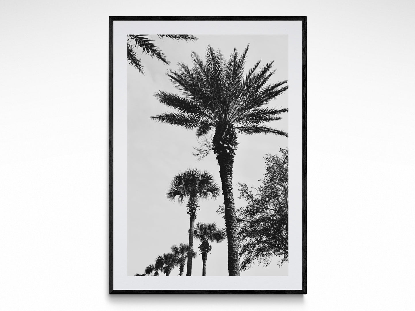 The Palms