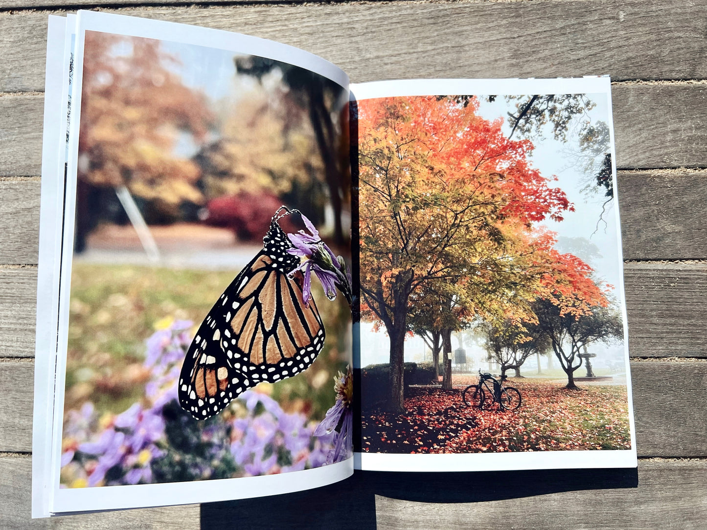 Autumn In Acadia: A Coastal Maine Collection