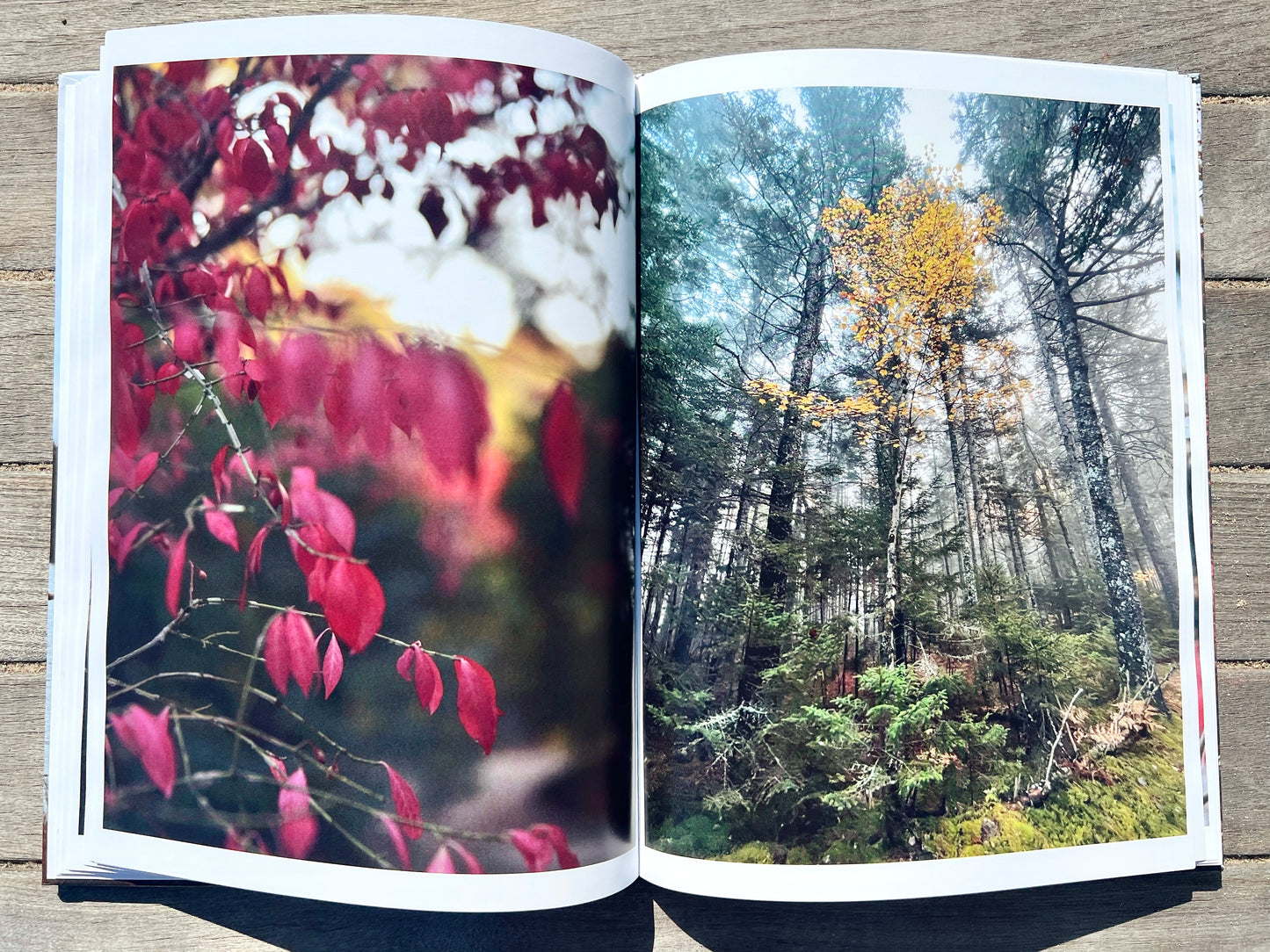 Autumn In Acadia: A Coastal Maine Collection