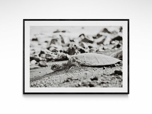 Vintage Sea Turtle