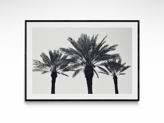 Palm Summer