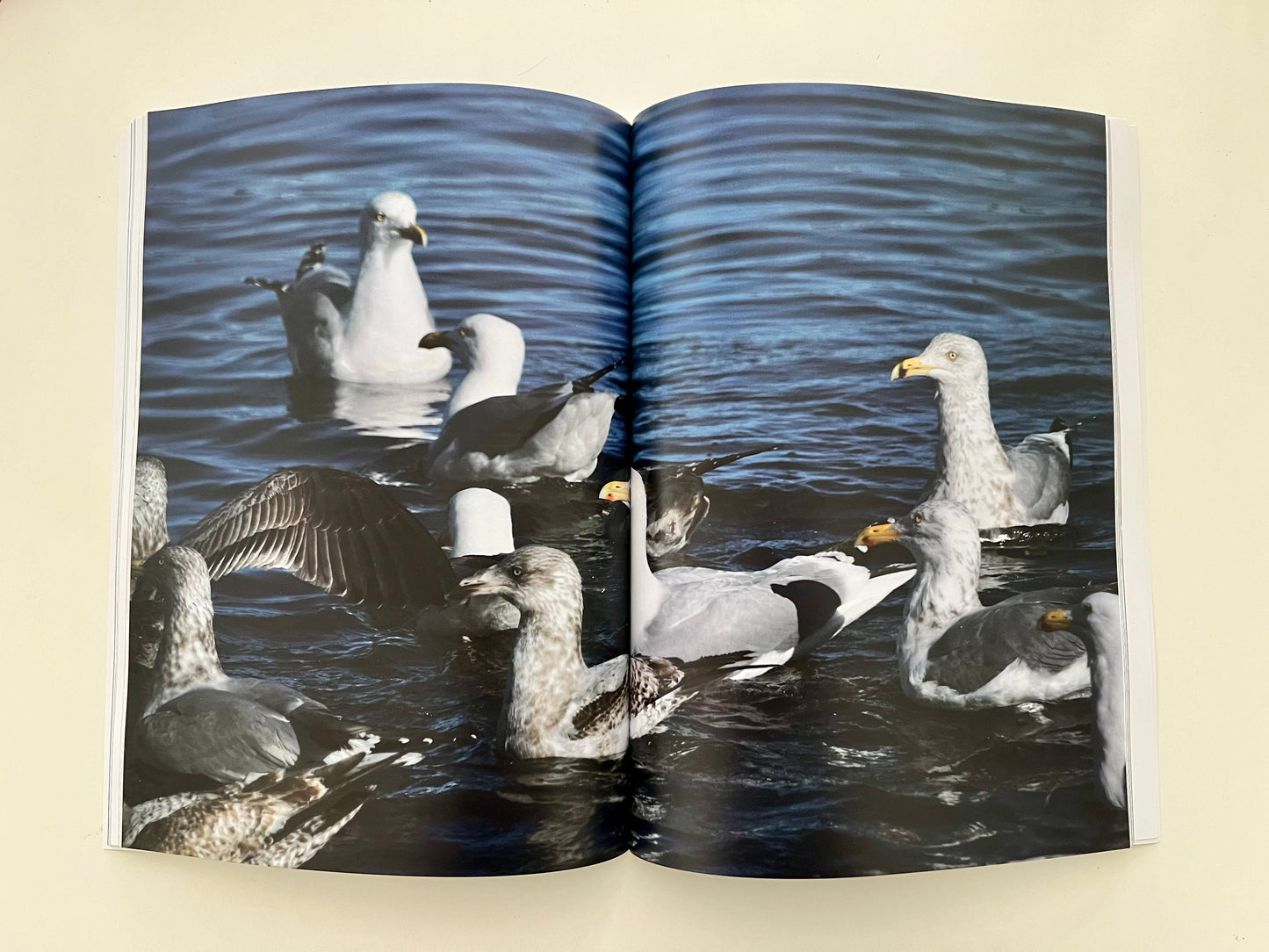 Echoes Of The Atlantic: A Visual Celebration Of Maine's Coast