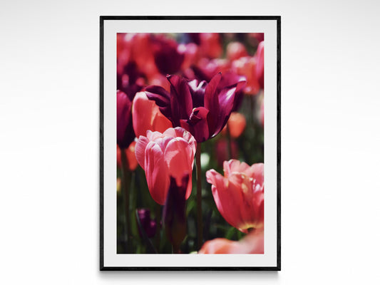 Spring Tulips
