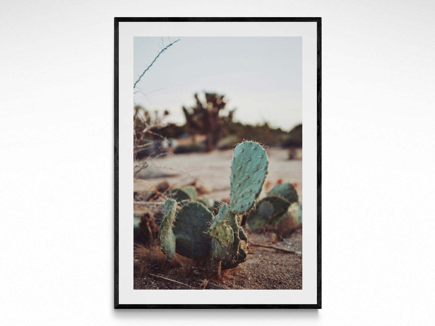Desert Botanicals