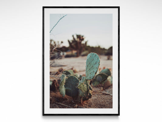 Desert Botanicals