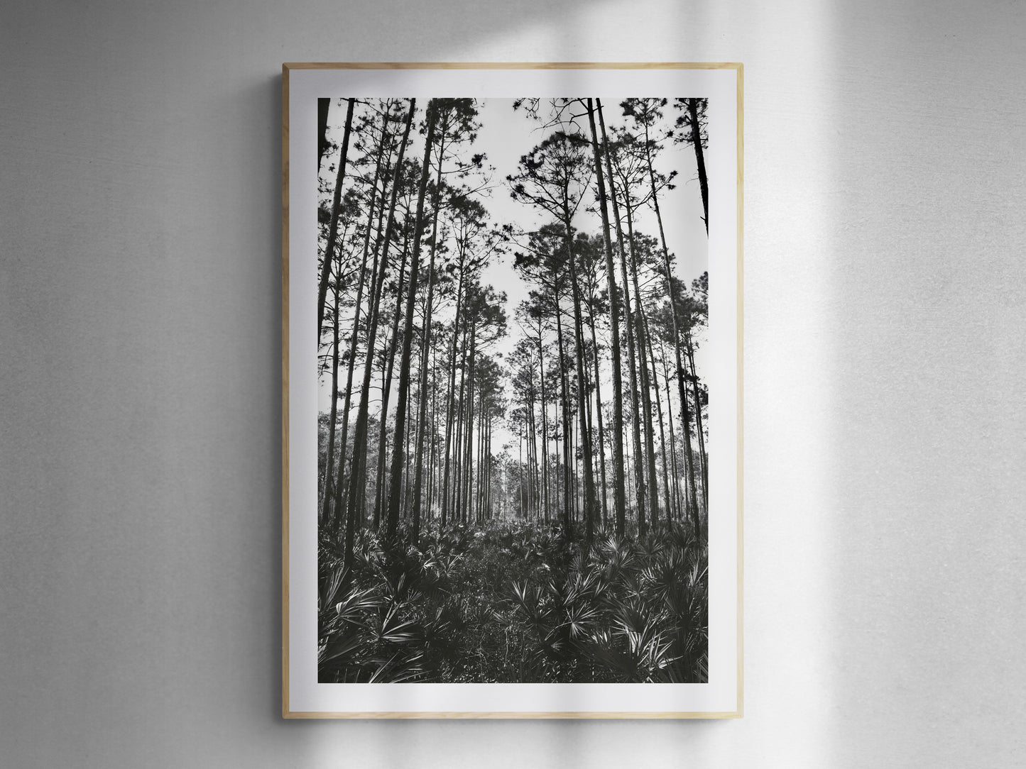 Tropical Forest