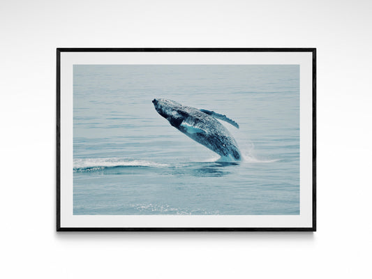 Maine Humpback