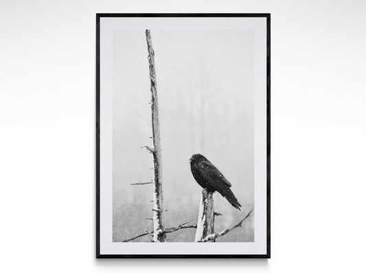Black and white fine art print of a bird perched on a tree in a snowy landscape, capturing nature's beauty.
