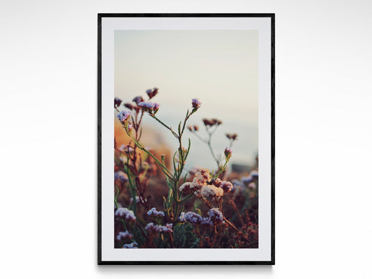 San Diego Wildflowers