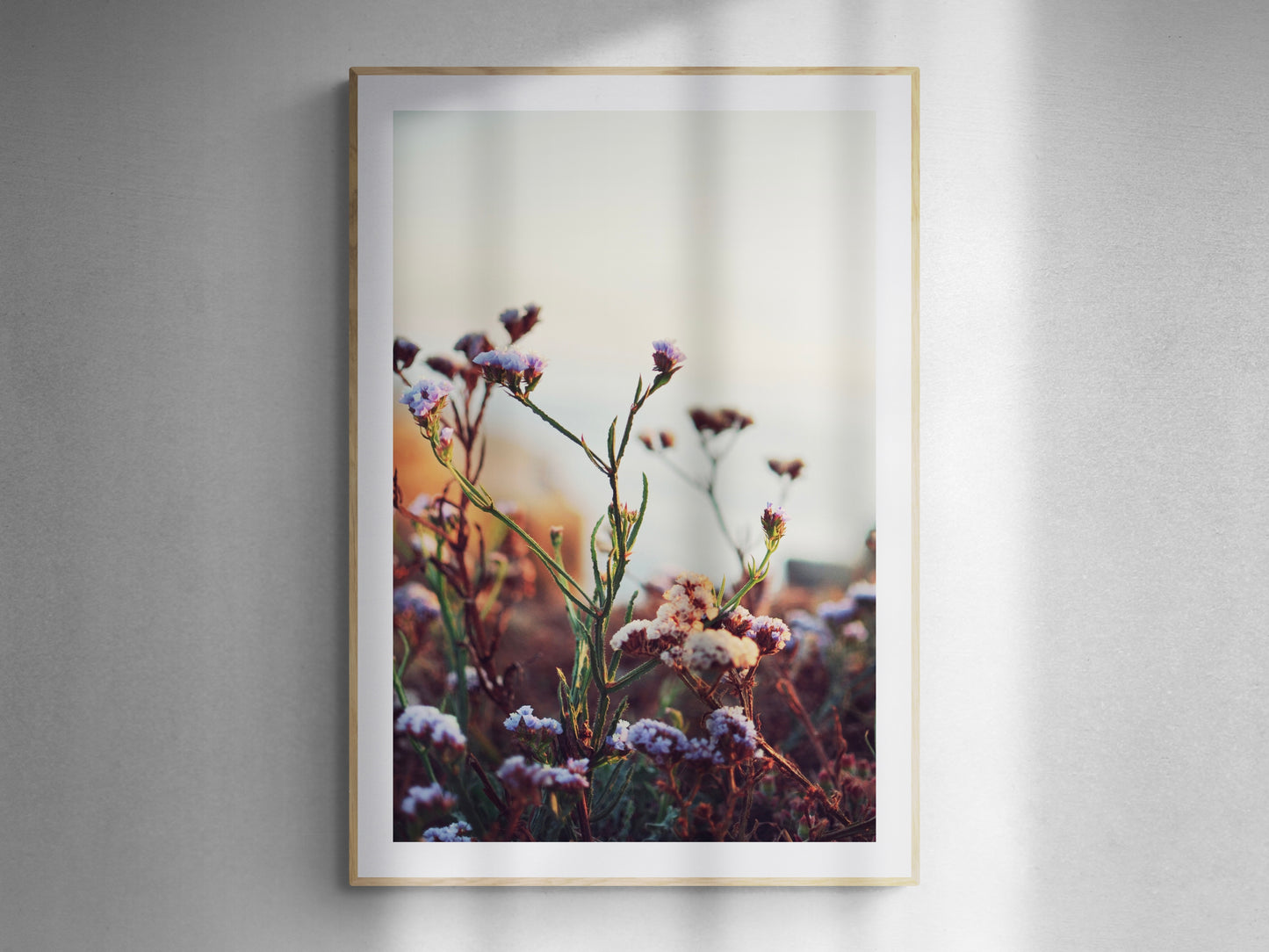 San Diego Wildflowers