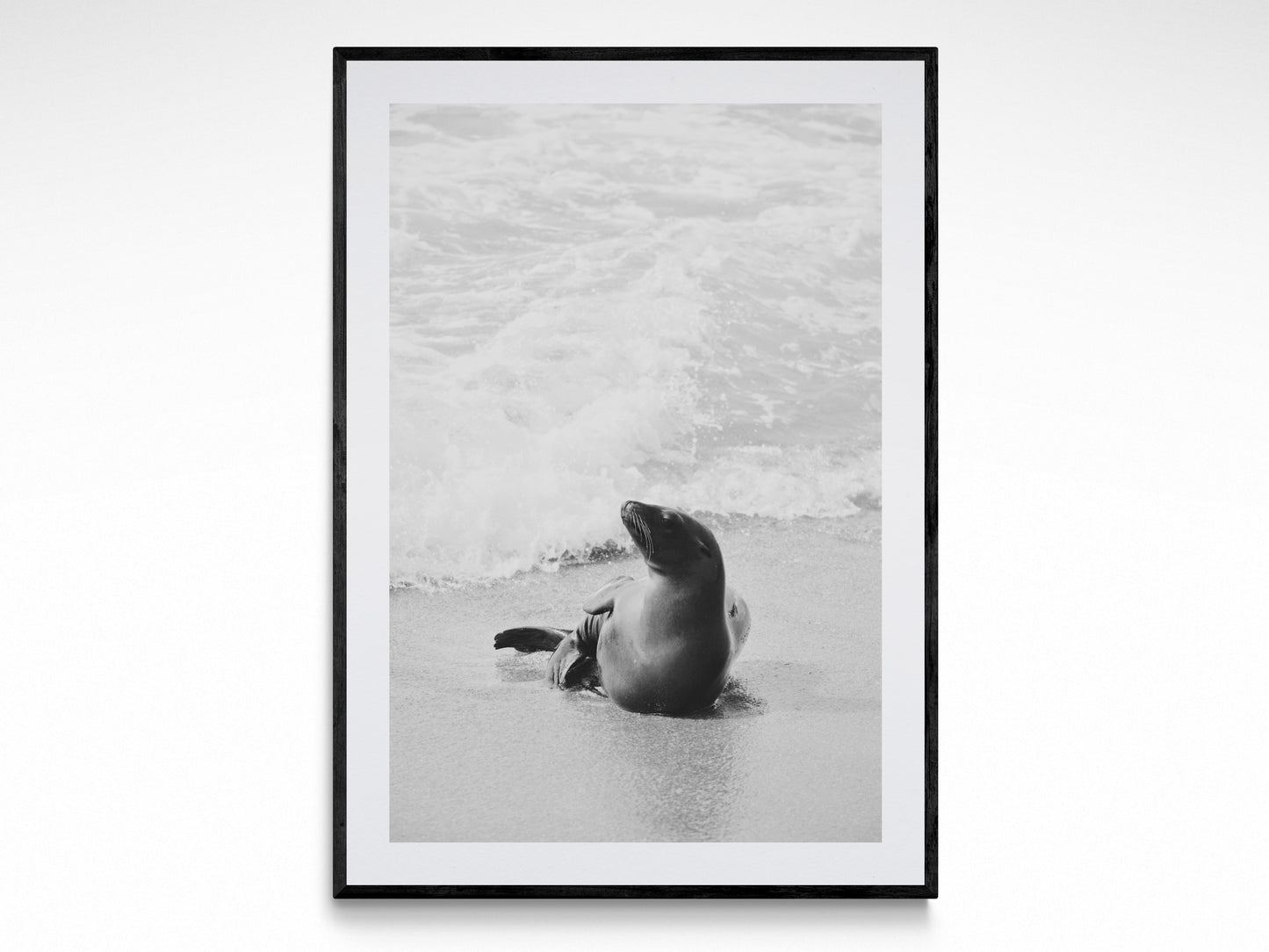 California Sea Lion