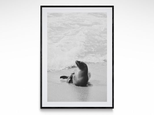 California Sea Lion