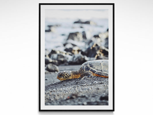 Big Island Sea Turtle