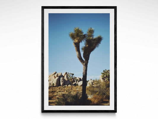 Summer In Joshua Tree