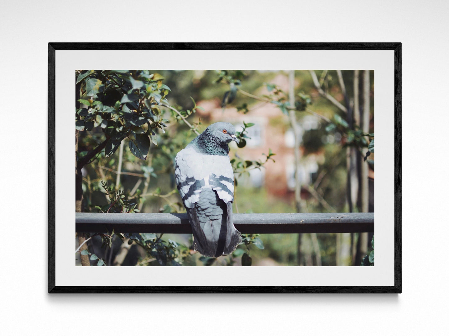 Barcelona Pigeon