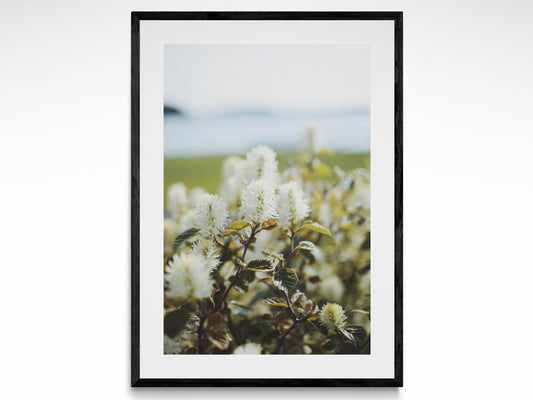 Seaside Spring Flowers